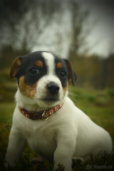 Jack Russell teriér - 3
