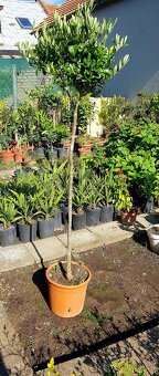 Olivovník, stromky, rostliny do zimní zahrady - 3