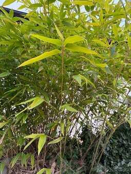 Bambus Fargesie - Semena - 3