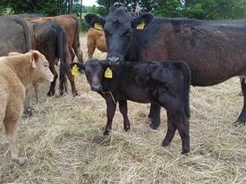 prodám jalovice angus - 3