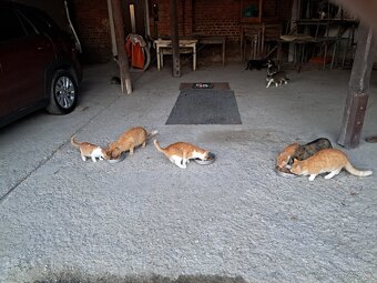 Daruji kocourky a kočičku - 3