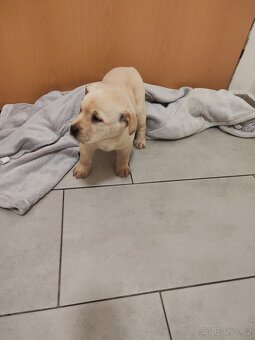 Labradorský retrívr - 3