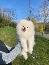 Pomeranian puppies for sale - 3