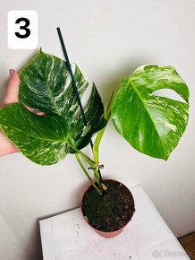 Monstera albo variegated - 3