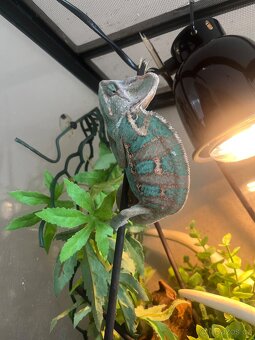 Chameleon Jemenský - 3