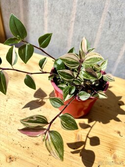 Voděnka, Tradescantia "Quadricola", baby - 3