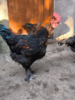 Kohoutci marans - 3