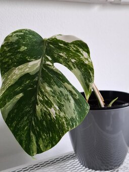 Monstera albo variegata - 3