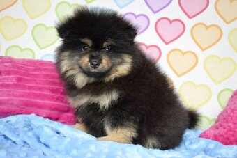 Pomeranian s PP - 3