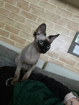 Sphynx - 3