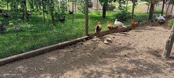 Zlatá česká kropenka - 3