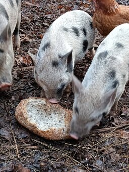 Gottingenská mini-prasátka - 3