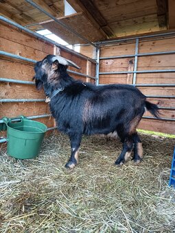 Holandská zakrslá - 3