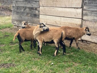 Kamerunská ovce - jehňata - 3