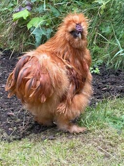 Kroužkovaný kohout hedvábnička - 3