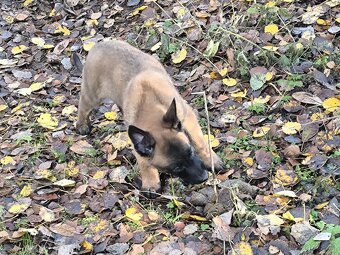 Belgicky ovcak malinois - 3