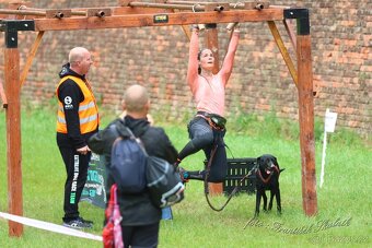 Labradorský retrívr bez PP - 3