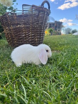 Zakrslý beránek - 3