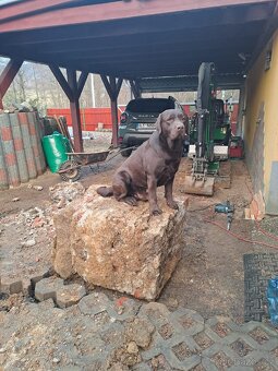 Nabídka připuštění - 3