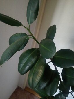 Prodám Fikus - 3