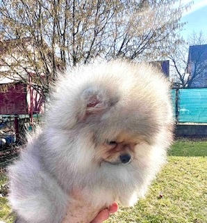 Pomeranian - 3
