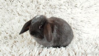 Zakrslý beránek, králíček, králík - ELLA - 3