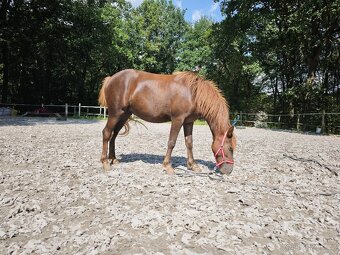 Klisna pony - 3