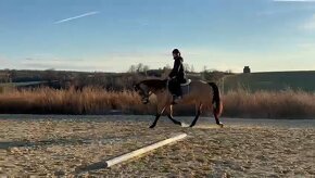 Quarter horse k prodeji - 3