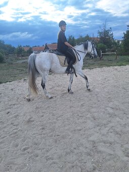 Prodam krasnu klisnu - 3