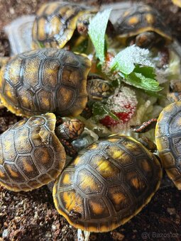 Želva uhlířská Geochelone carbonaria - 3