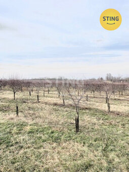 Exkluzivně vám nabízíme višnový sad na konci obce Lu, 132997 - 3