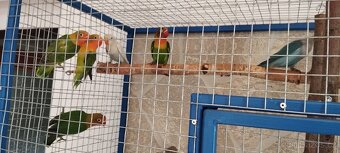Agapornis Fišerův - 3