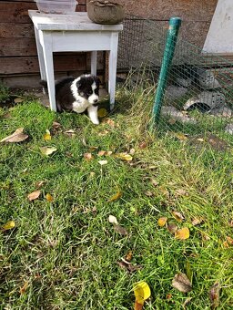 Australský ovčák bez PP - 3