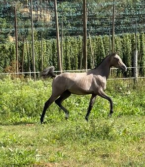 Hřebeček po Cannon Reuvekamp’s Z - 3