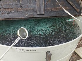 Pstruh duhový násada - 3