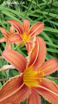 TRVALKY - venkovní rostliny - 3