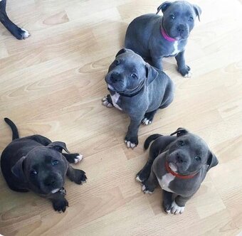 Americký Stafordširský teriér - 3