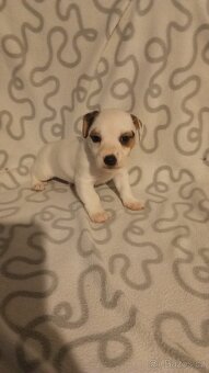 Jack Russell teriér - 3