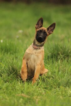 Belgický ovčák malinois- fenky - 3