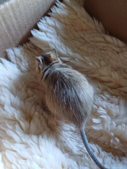 Osmák degu - 3