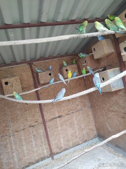 Andulky - 3