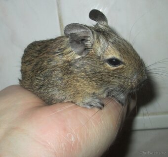 Osmák Degu - mláďata - 3