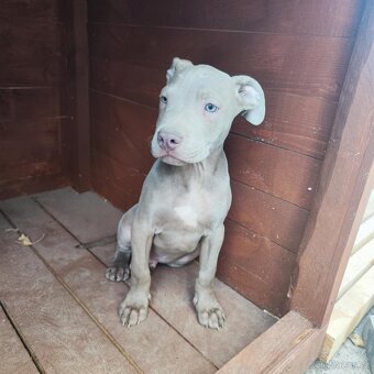 Americký pitbulterier pitbul pitbull lilac - 3