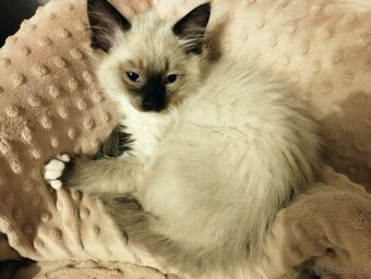 Ragdoll kříženec - 3