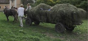 Žebřiňák na seno - 3