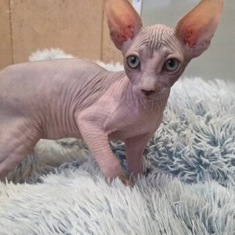 Koťatka kanadský sphynx s PP (testovaní rodiče) - 3