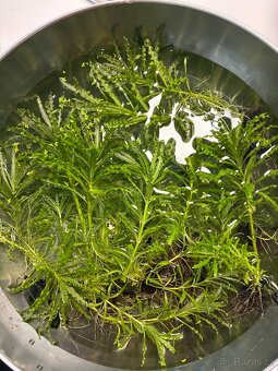 Rostlinka Pogostemon helferi - 3