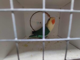 Agapornis ficheri - 3