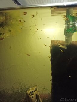 Prodej s vlastního chovu - 3