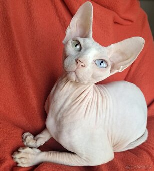 Kanadský sphynx s pp - 3